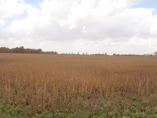 Property photo 11 - 97 +/- Acres Tillable Land Auction